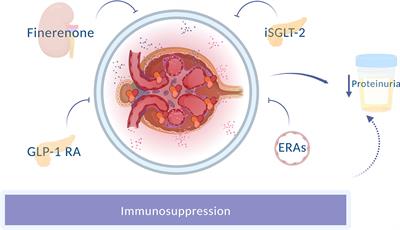 Lupus nephropathy beyond immunosuppression: Searching for nephro and cardioprotection
